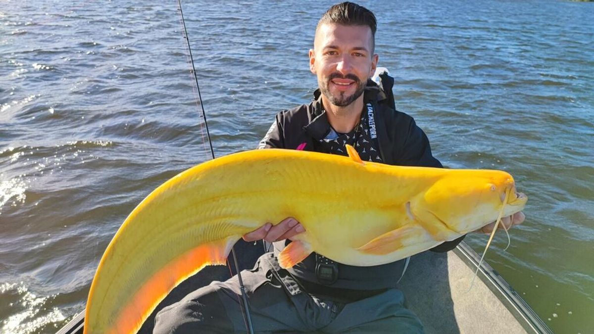 ¿Pez plátano gigante? Capturan un raro espécimen amarillo en un lago holandés