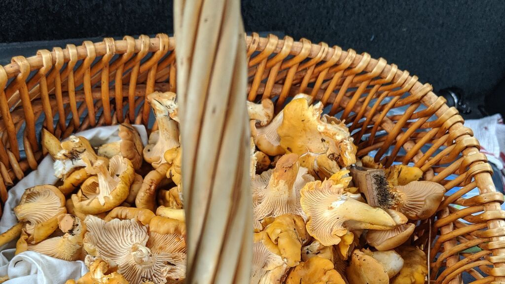 Cuáles son las mejores aplicaciones para salir a buscar setas en otoño