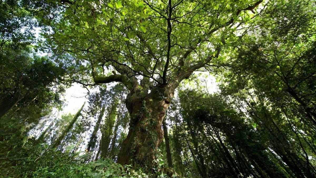 El carballo de Conxo al que Rosalía de Castro dedicó poemas, candidato a Árbol Europeo del 2022 El carballo de Conxo al que Rosalía de Castro dedicó poemas, candidato a Árbol Europeo del 2022