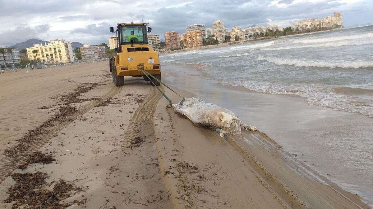 Aparece el cadáver de una vaca de 600 kilos en la playa de El Campello