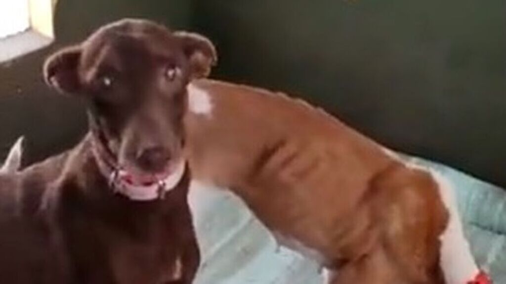 Confirman que los perros podencos atrapados en La Palma están en manos de la protección animal