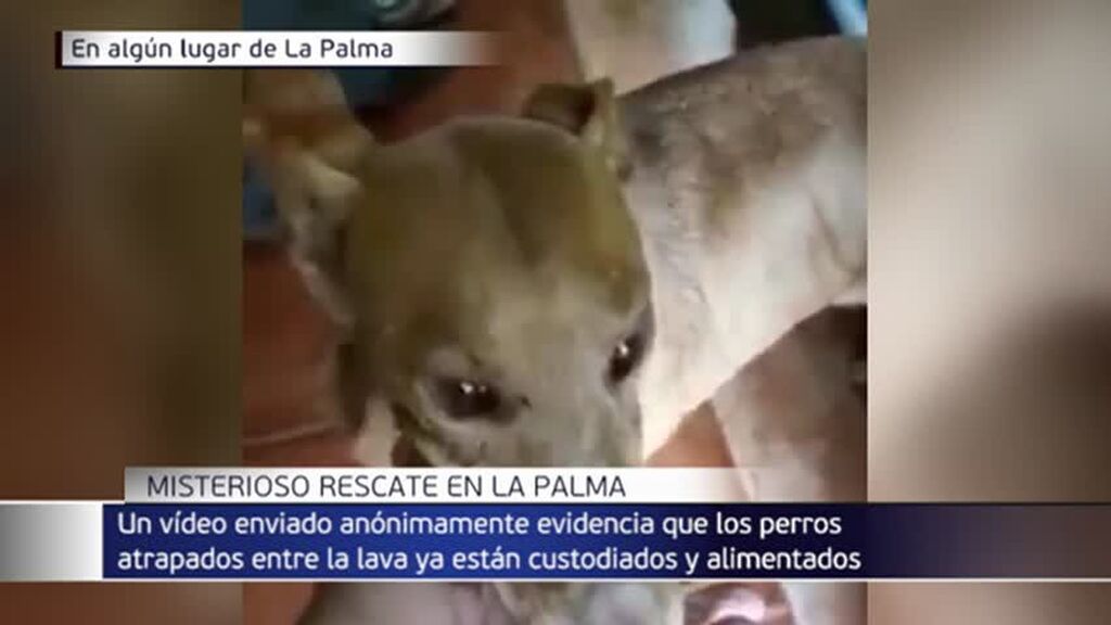Envían vídeos de los podencos salvados en La Palma de manera anónima: están bien
