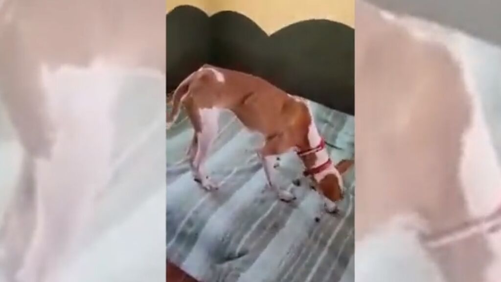 Dudan de que el vídeo de los perros rescatados en La Palma sea actual: podría ser una "farsa"