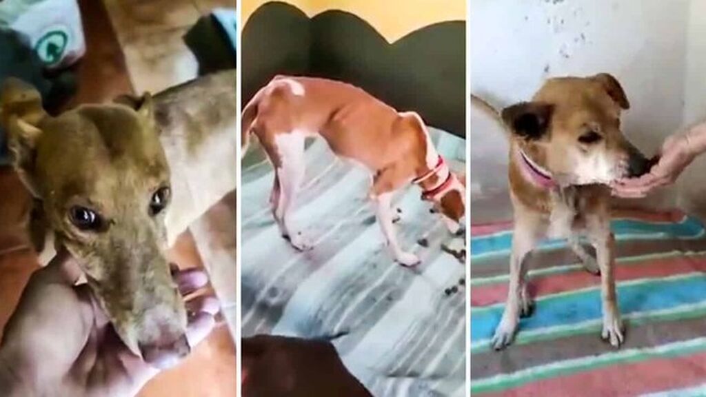 Los vecinos de La Palma protegen a los rescatadores de los perros: "Los tengo yo"