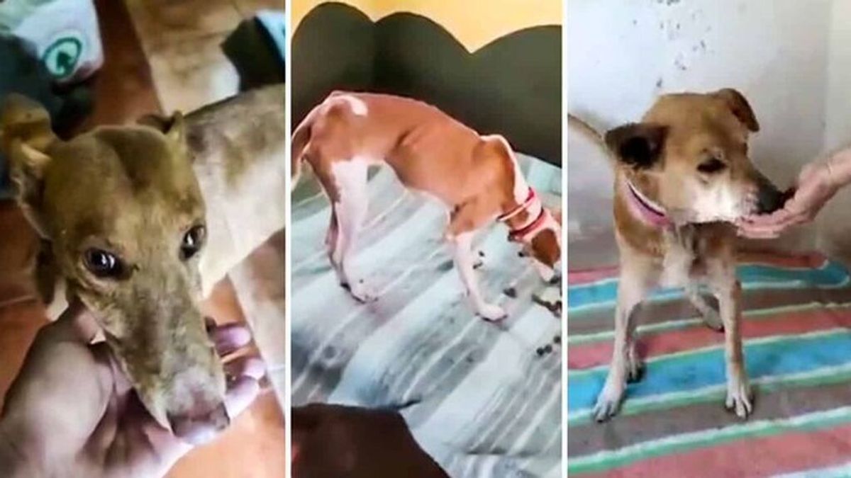 Los vecinos de La Palma protegen a los rescatadores de los perros: "Los tengo yo"
