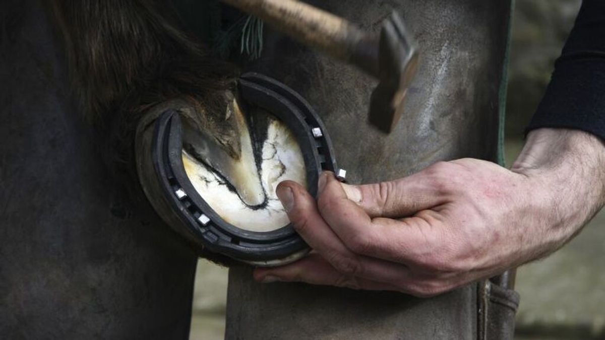 Un caballo mata de una coz a una mujer en una hípica de Navarra Un caballo mata de una coz a una mujer en una hípica de Navarra
