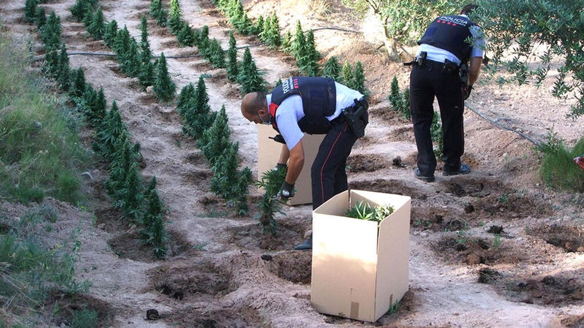 Tres hombres denuncian un asesinato en una plantación de marihuana en Lleida y acaban detenidos