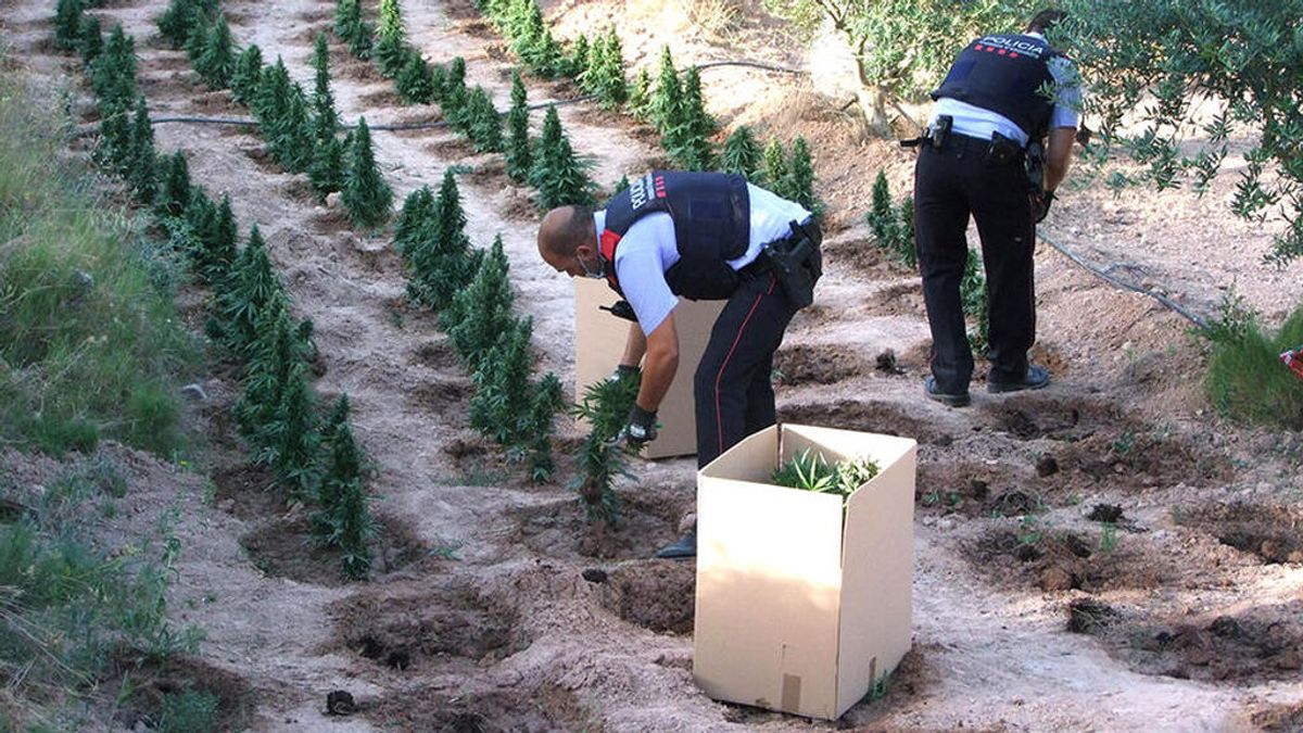 Tres hombres denuncian un asesinato en una plantación de marihuana en Lleida y acaban detenidos Tres hombres denuncian un asesinato en una plantación de marihuana en Lleida y acaban detenidos