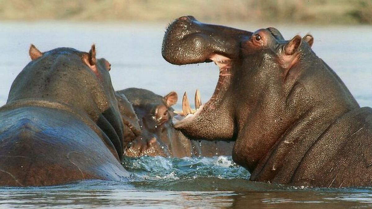 Los hipopótamos de Pablo Escobar son reconocidos como "personas legales" por una corte de Ohio