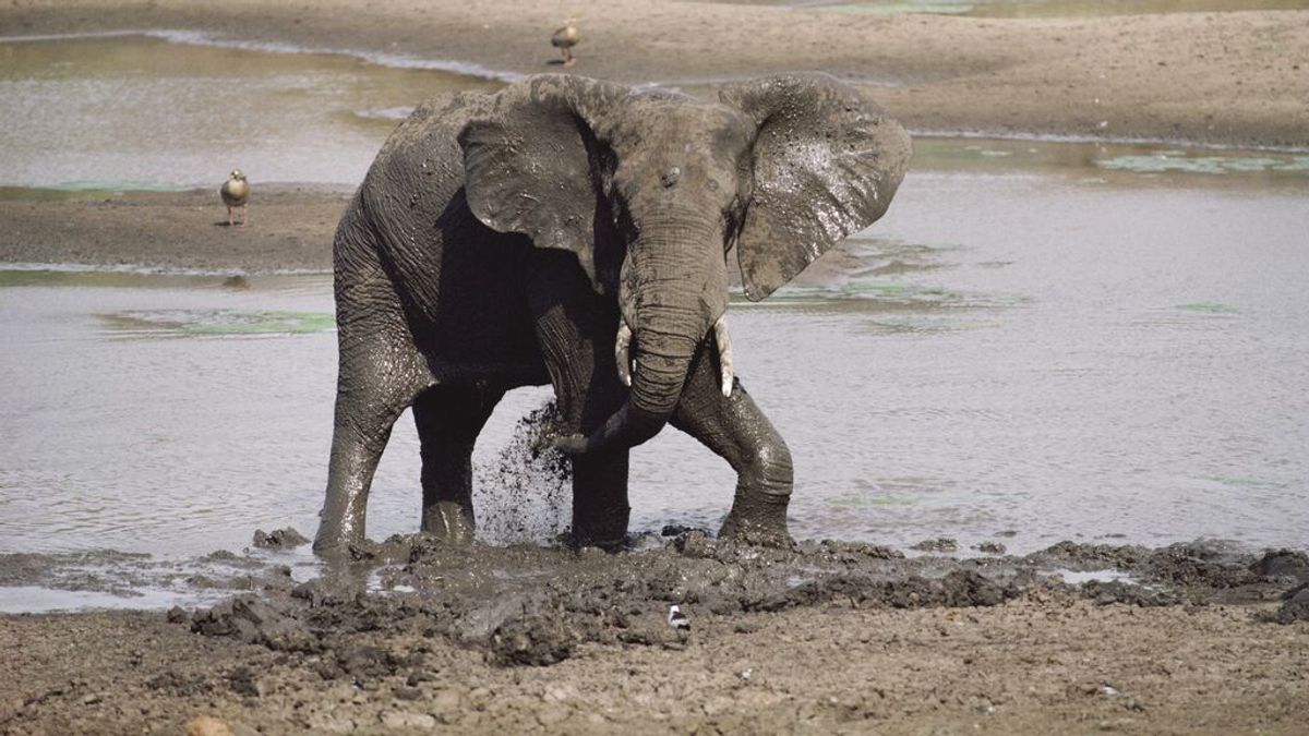 Graban un misterioso ataque de un elefante a un cocodrilo en un parque nacional de Sudáfrica