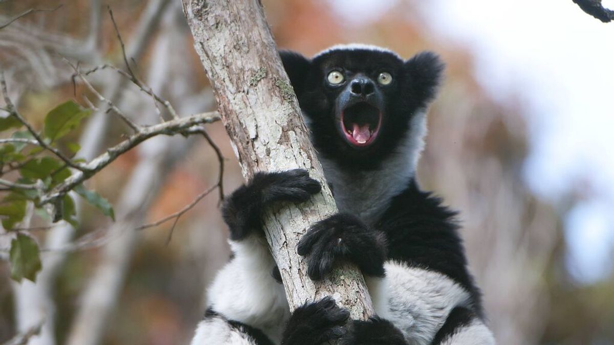 Un primate de Madagascar muestra habilidades musicales humanas: así cantan entre varios