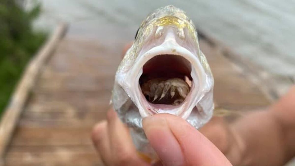 Descubren un parásito come-lenguas en la boca de un pez en un zoo de Texas