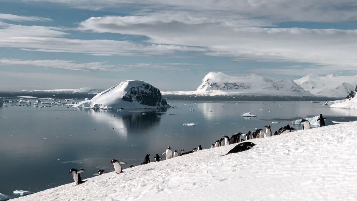 Casi el 75 % del hielo marino del Ártico ha desaparecido: ¿Por qué no ocurre lo mismo en la Antártida?