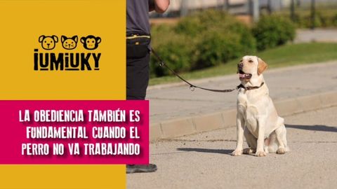 Correo pulmón Clínica IUMIUKY: El entrenamiento del perro guía y cómo calcular el peso de nuestra  mascota - Cuatro