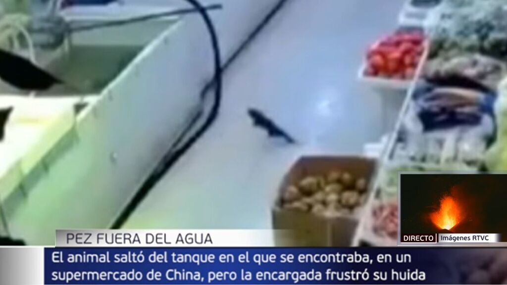 El sorprendente intento de huida de un pez en un supermercado: saltó del tanque de agua