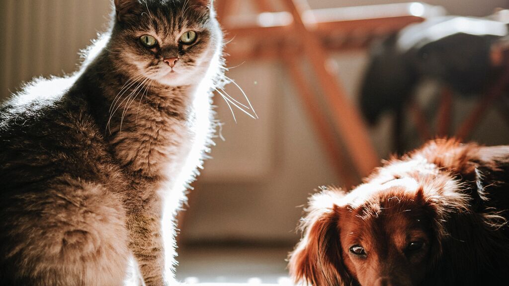 Superar la muerte de nuestra mascota: "debemos darnos permiso para llorar, estar tristes y pasar por cada etapa del duelo"