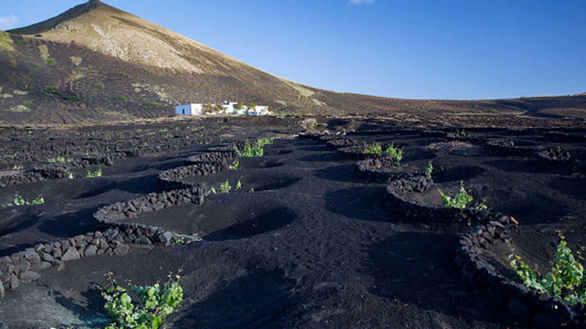 La Geria: así es el jardín imposible que brotó de las cenizas del volcán en Lanzarote
