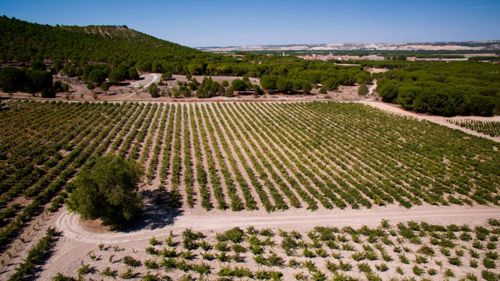 Viñedo bodegas Mauro