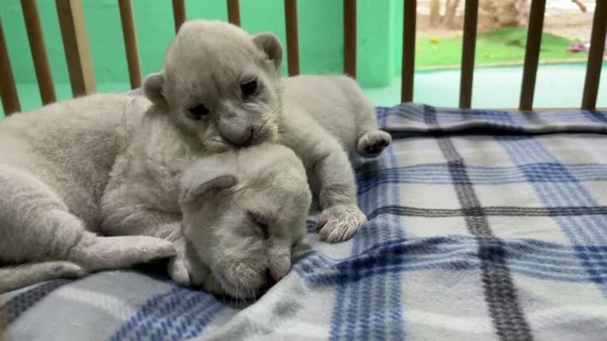 Nacen dos crías de león blanco en una reserva animal de Cádiz - NIUS