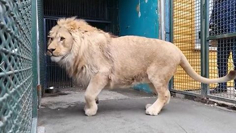 La historia de Simba, el león al que su dueño le rompió las patas traseras y