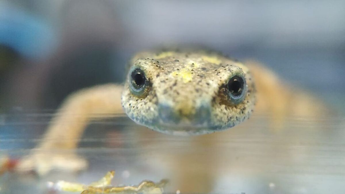 Tortugas geolocalizadas: El Zoo de Barcelona libera especies autóctonas amenazadas y evalúa su adaptación Tortugas geolocalizadas: El Zoo de Barcelona libera especies autóctonas amenazadas y evalúa su adaptación