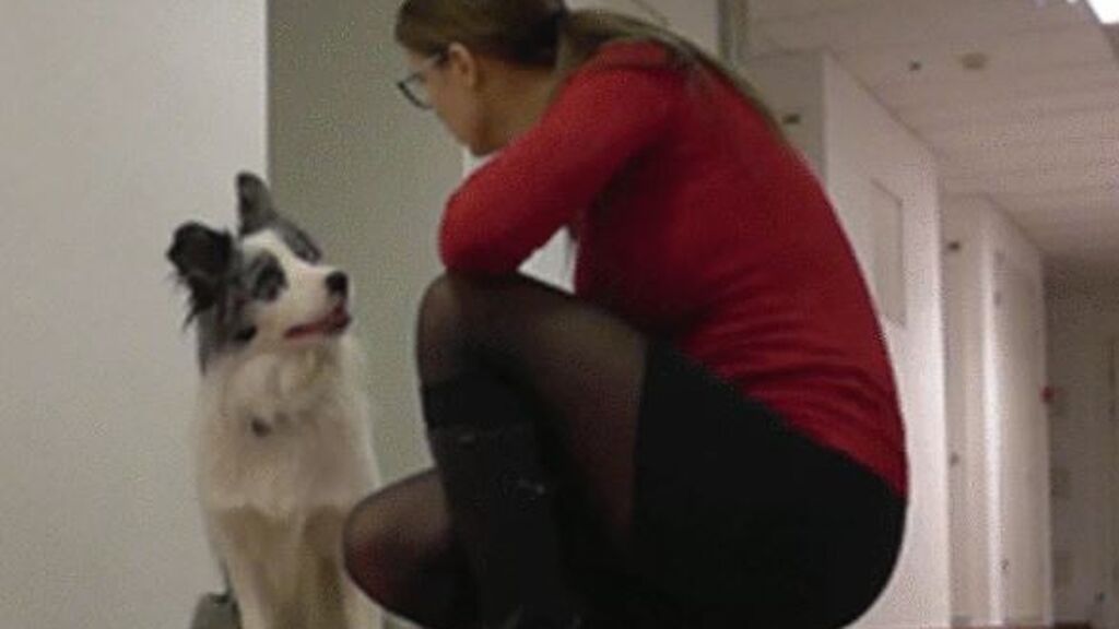 Un estudio indica que los perros que inclinan la cabeza cuando les hablas podrían ser 'superdotados'