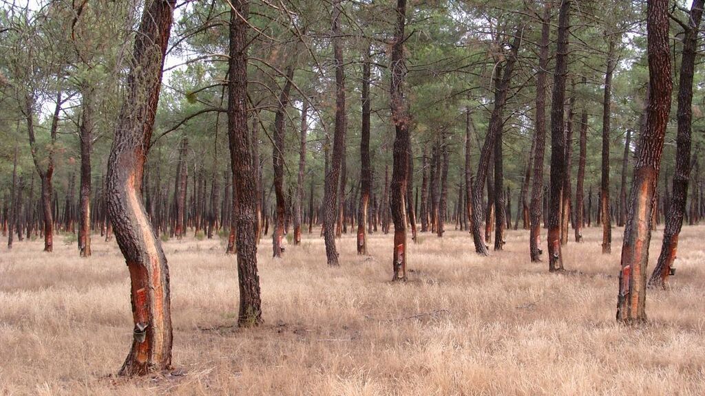 La resina de los pinos negrales de Castilla y León