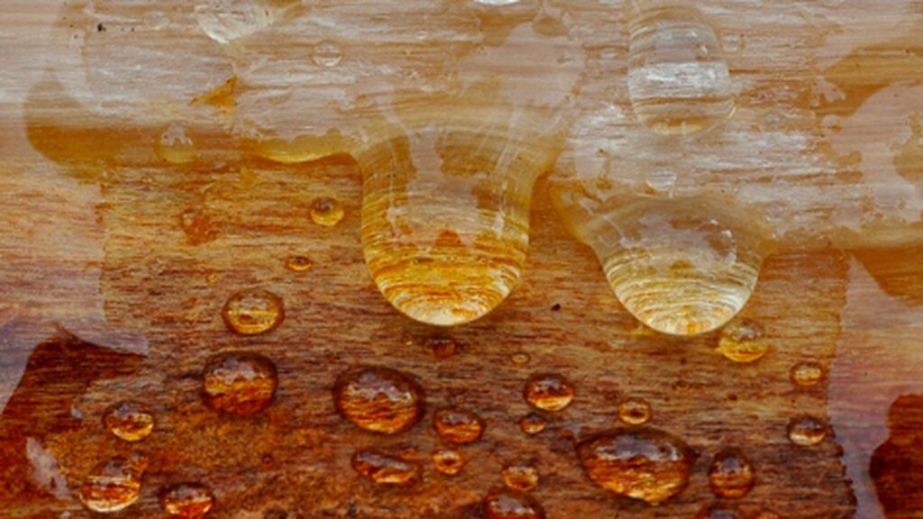 El 'oro líquido' de un pino negral