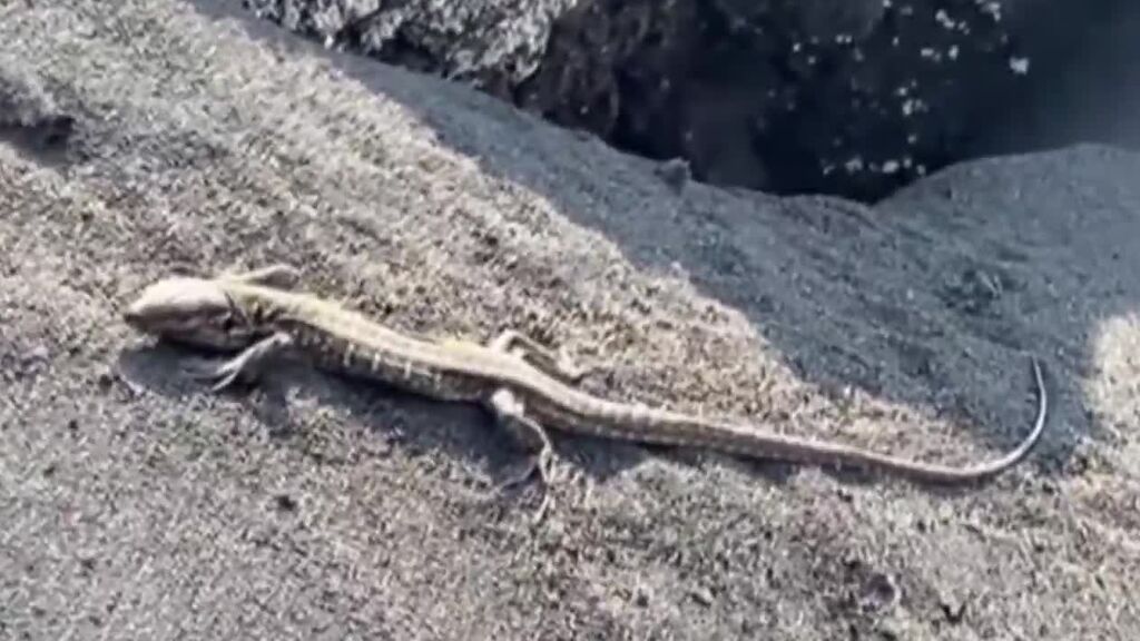 Encuentra a un lagarto sobreviviendo entra las cenizas del volcán de La Palma