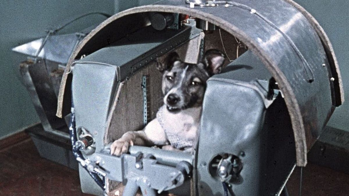 La perra Laika:  64 años del primer viaje de un servicio al Espacio