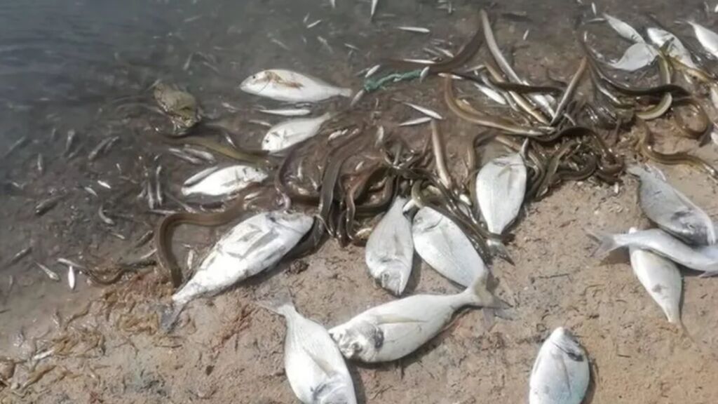 peces muertos mar menor