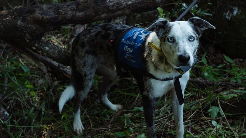 Un perro condecorado: gracias a su olfato rescataron a 100 koalas