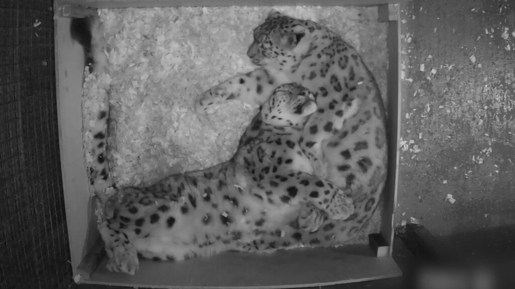 Los tiernos abrazos de dos leopardos de las nieves en un refugio de Reino Unido se hacen virales