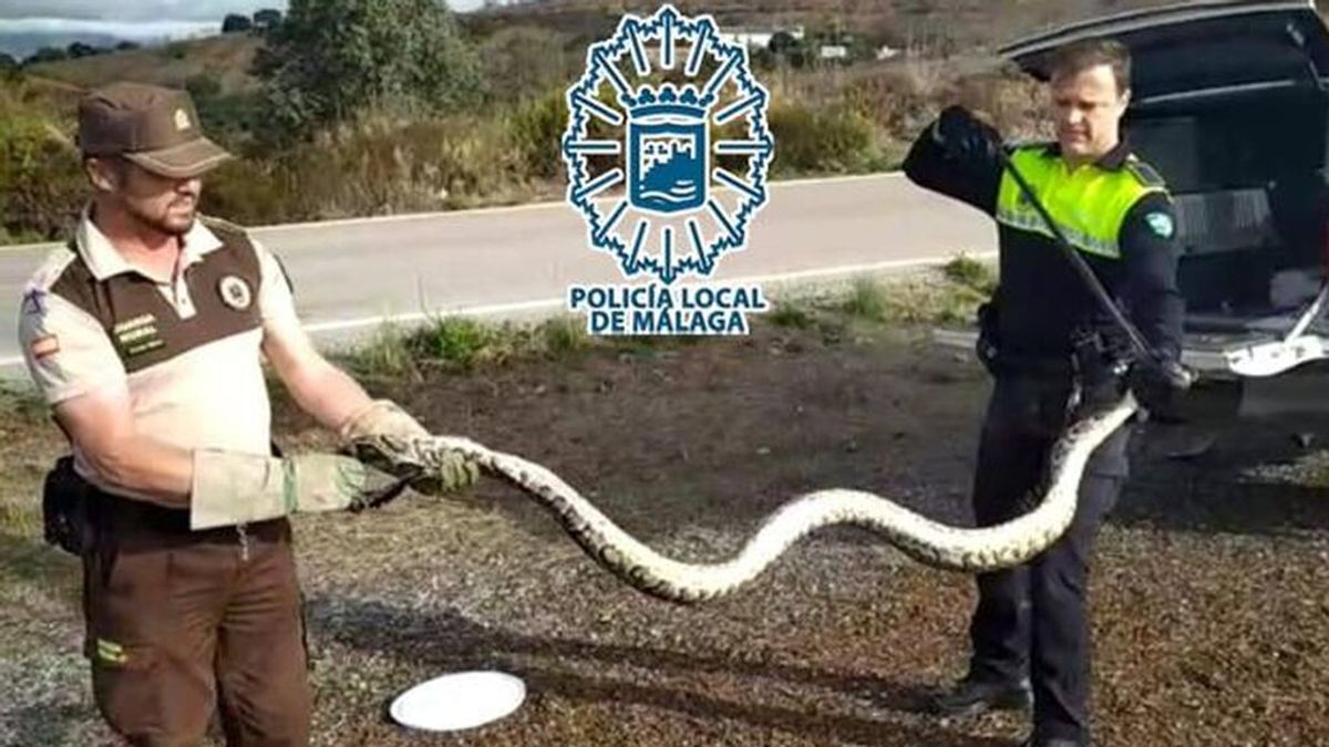 Capturan una serpiente pitón de más de tres metros de longitud en los Montes de Málaga