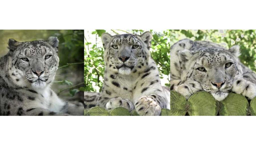 c26454ac-66bd-4514-b47f-c054cfa017e5-300x300