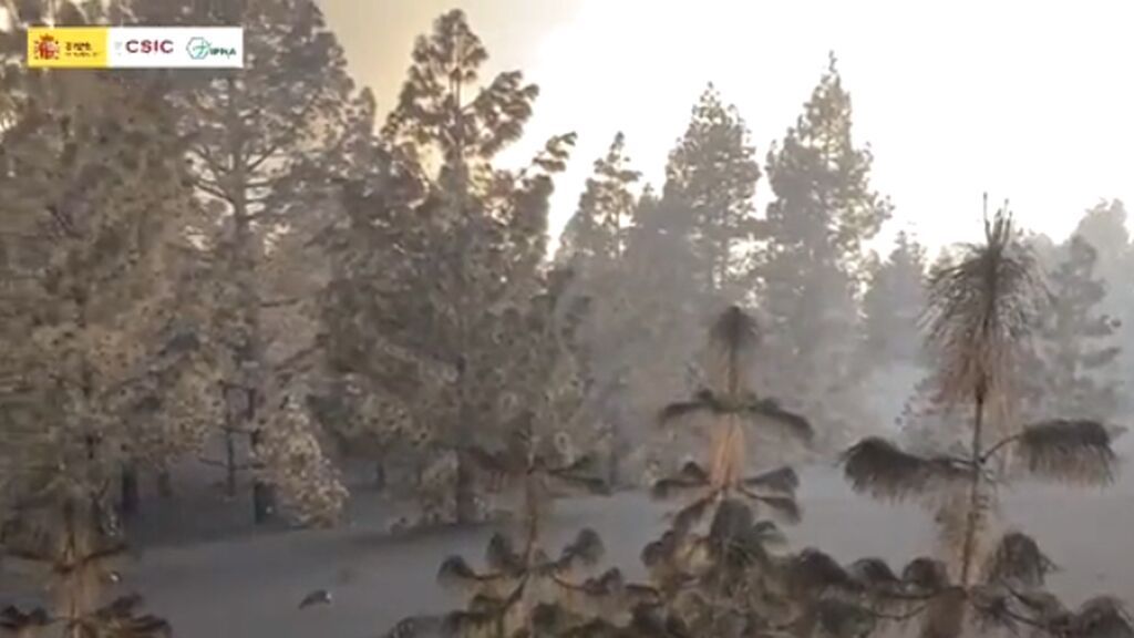 El CSIC muestra un impactante video de un pinar cubierto de ceniza