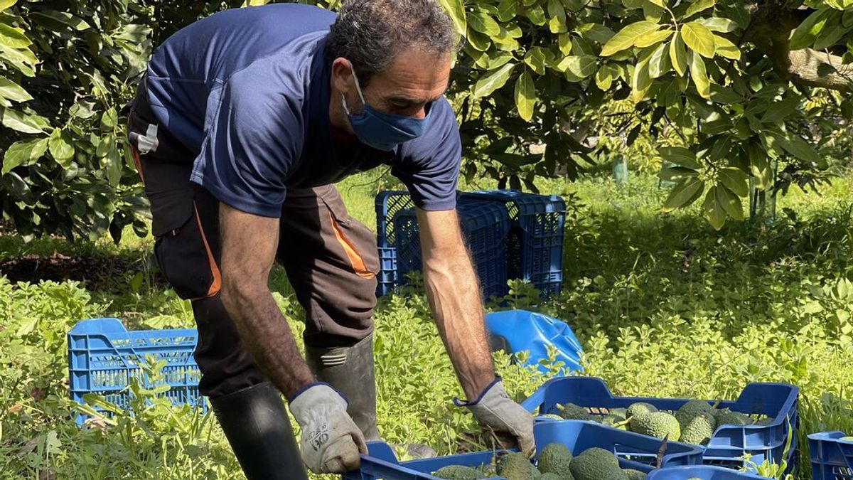 Agricultores valencianos advierten que los robos de aguacates antes de madurar "arruinan" los cultivos Agricultores valencianos advierten que los robos de aguacates antes de madurar "arruinan" los cultivos