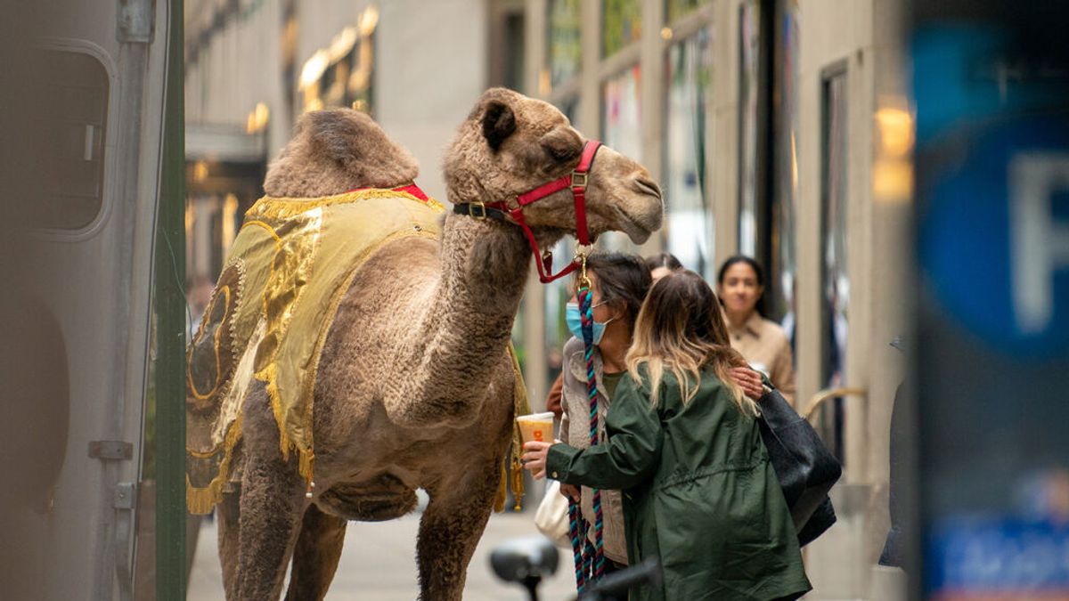 Localizan a ocho camellos y una llama que se escaparon de un circo en Madrid Localizan a ocho camellos y una llama que se escaparon de un circo en Madrid