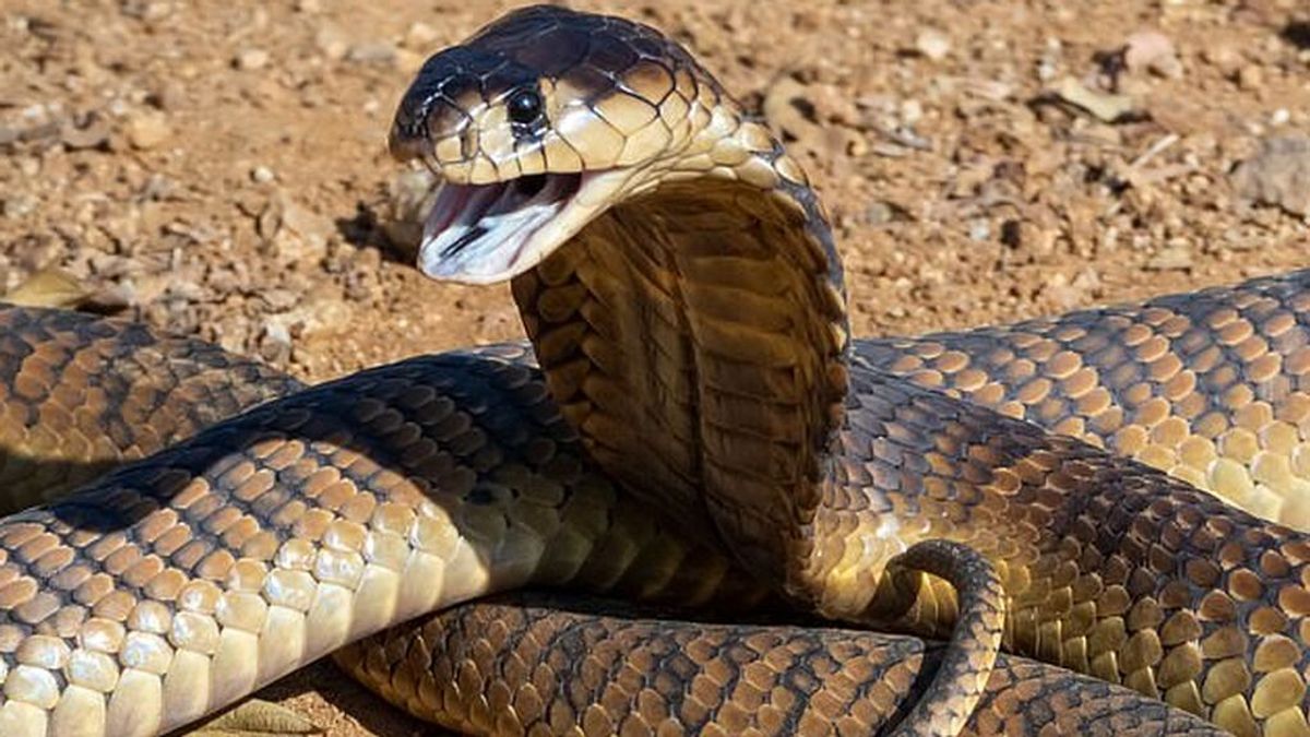 Un hombre pierde parte de su pene tras la mordedura de una cobra en un safari en Sudáfrica