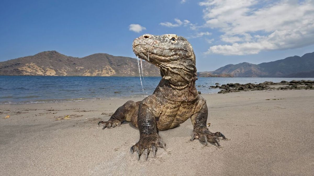 Arranca a construcción de un polémico Jurassic Park en la isla de los dragones de Komodo