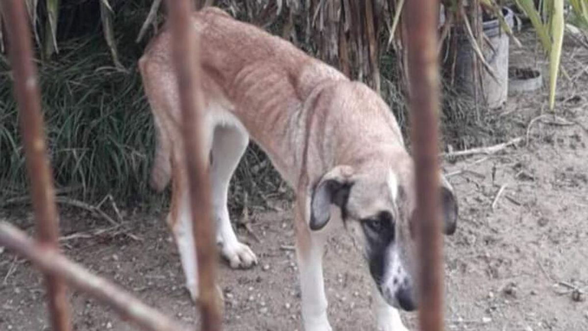 Condenada en Granada por maltrato animal tras una pionera sentencia en España Condenada en Granada por maltrato animal tras una pionera sentencia en España