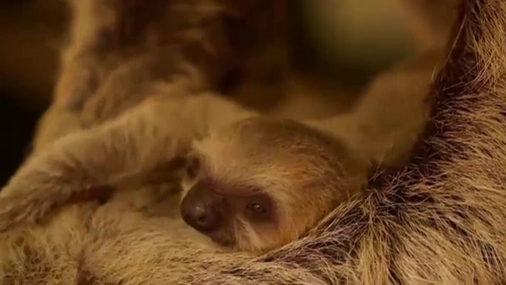 Terry, el bebé perezoso prematuro nacido por sorpresa en el zoo de Londres