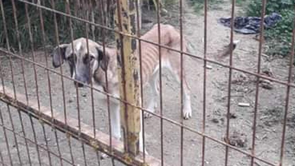 Condenada en Granada por maltrato animal tras una pionera sentencia en España