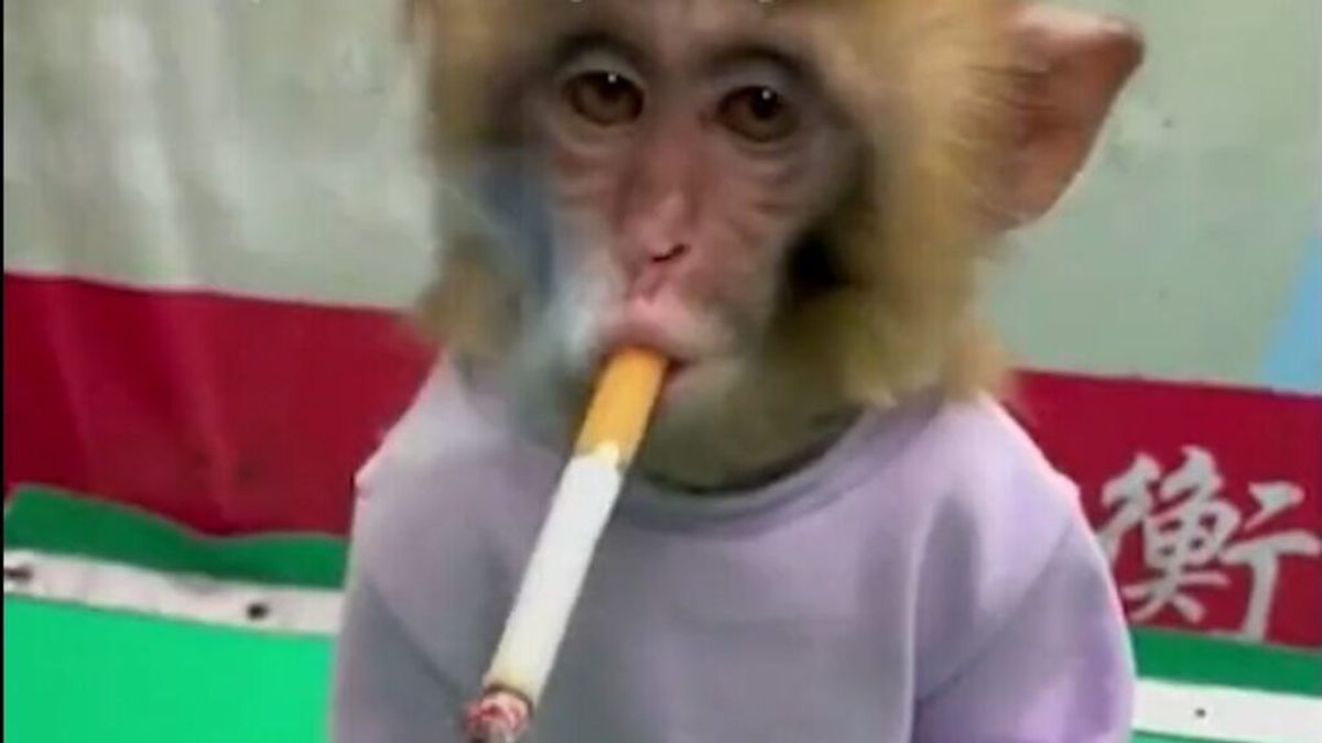 Mono fumando