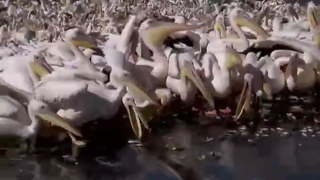 Espectaculares imágenes de la migración de los pelícanos en Israel