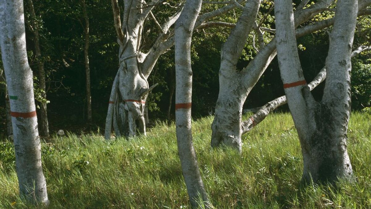 'Árbol de la muerte': el árbol más peligroso del mundo puede dejarte ciego sin necesidad de tocarlo