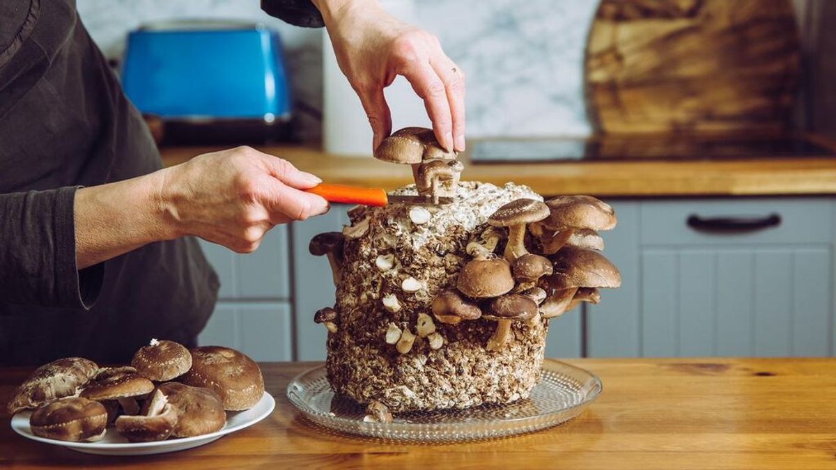 Esto es todo lo que necesitas saber para cultivar setas comestibles en casa: desde los productos esenciales hasta la temperatura y el tipo de sustrato.