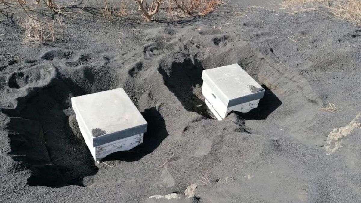 Supervivencia bajo las cenizas del volcán: miles de abejas vivas tras 50 días sepultadas en La Palma
