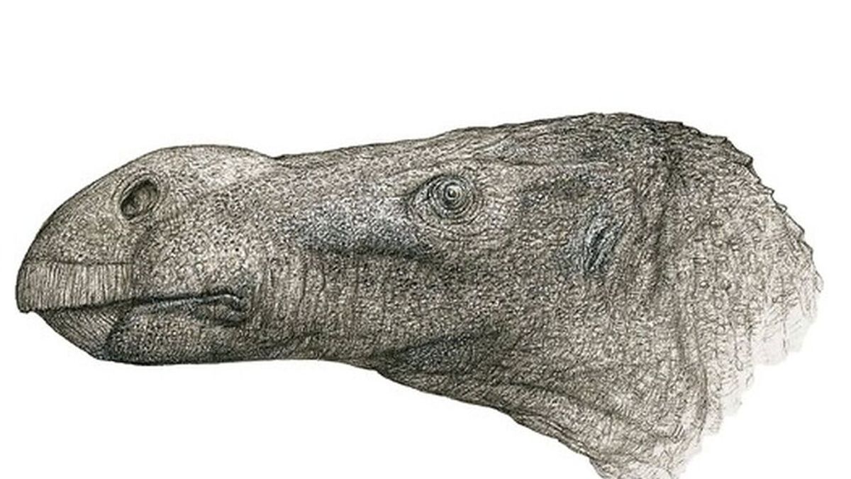 Un nuevo dinosaurio 'iguanodonte' de 8 metros acaba de ser descubierto en Reino Unido