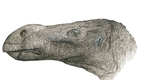 Nuevo dinosaurio 'iguanodonte' hallado en Reino Unido